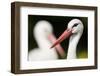 White Stork (Ciconia Ciconia) Adult Portrait, Captive, Vogelpark Marlow, Germany, May-Florian Möllers-Framed Photographic Print