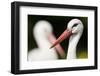 White Stork (Ciconia Ciconia) Adult Portrait, Captive, Vogelpark Marlow, Germany, May-Florian Möllers-Framed Photographic Print