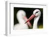 White Stork (Ciconia Ciconia) Adult Portrait, Captive, Vogelpark Marlow, Germany, May-Florian Möllers-Framed Photographic Print