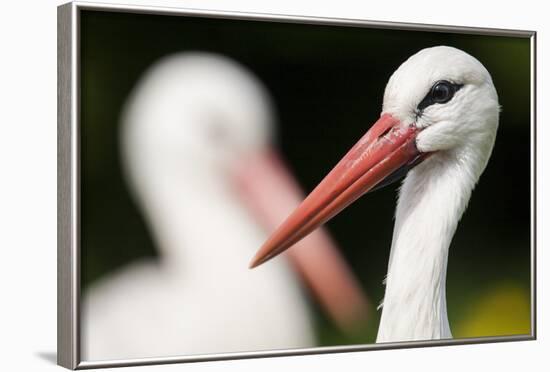 White Stork (Ciconia Ciconia) Adult Portrait, Captive, Vogelpark Marlow, Germany, May-Florian Möllers-Framed Photographic Print