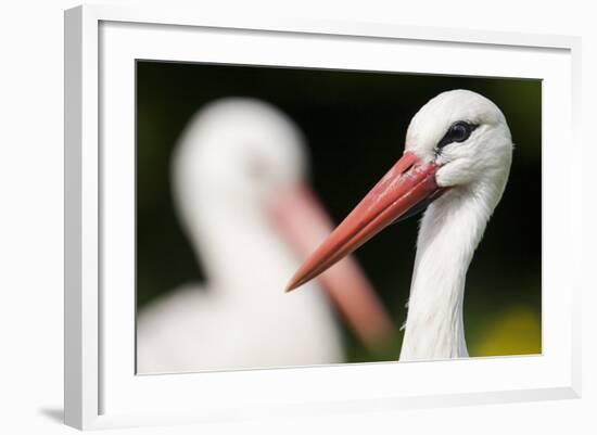 White Stork (Ciconia Ciconia) Adult Portrait, Captive, Vogelpark Marlow, Germany, May-Florian Möllers-Framed Photographic Print