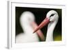 White Stork (Ciconia Ciconia) Adult Portrait, Captive, Vogelpark Marlow, Germany, May-Florian Möllers-Framed Photographic Print