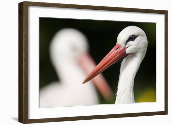 White Stork (Ciconia Ciconia) Adult Portrait, Captive, Vogelpark Marlow, Germany, May-Florian Möllers-Framed Photographic Print