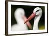 White Stork (Ciconia Ciconia) Adult Portrait, Captive, Vogelpark Marlow, Germany, May-Florian Möllers-Framed Photographic Print