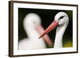 White Stork (Ciconia Ciconia) Adult Portrait, Captive, Vogelpark Marlow, Germany, May-Florian Möllers-Framed Photographic Print