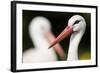 White Stork (Ciconia Ciconia) Adult Portrait, Captive, Vogelpark Marlow, Germany, May-Florian Möllers-Framed Photographic Print