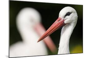 White Stork (Ciconia Ciconia) Adult Portrait, Captive, Vogelpark Marlow, Germany, May-Florian Möllers-Mounted Photographic Print