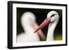 White Stork (Ciconia Ciconia) Adult Portrait, Captive, Vogelpark Marlow, Germany, May-Florian Möllers-Framed Photographic Print