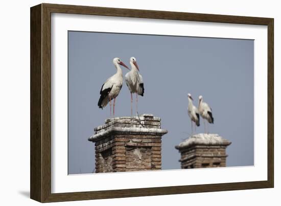 White Stork (Ciconia Ciconia) Breeding Pairs on Chimney Stacks, Spain-Jose Luis Gomez De Francisco-Framed Photographic Print