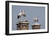 White Stork (Ciconia Ciconia) Breeding Pairs on Chimney Stacks, Spain-Jose Luis Gomez De Francisco-Framed Photographic Print