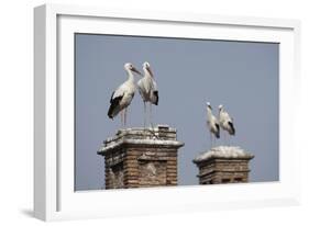 White Stork (Ciconia Ciconia) Breeding Pairs on Chimney Stacks, Spain-Jose Luis Gomez De Francisco-Framed Photographic Print