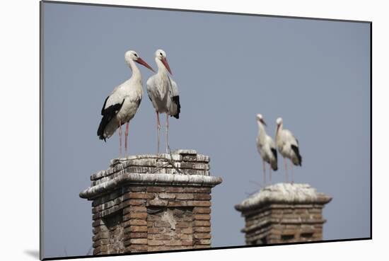 White Stork (Ciconia Ciconia) Breeding Pairs on Chimney Stacks, Spain-Jose Luis Gomez De Francisco-Mounted Photographic Print