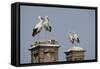 White Stork (Ciconia Ciconia) Breeding Pairs on Chimney Stacks, Spain-Jose Luis Gomez De Francisco-Framed Stretched Canvas