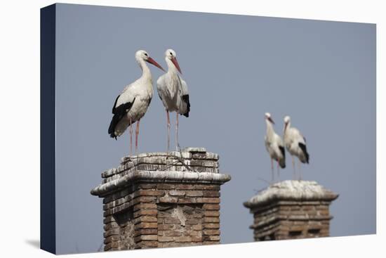 White Stork (Ciconia Ciconia) Breeding Pairs on Chimney Stacks, Spain-Jose Luis Gomez De Francisco-Stretched Canvas