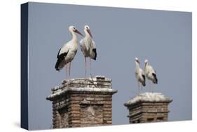 White Stork (Ciconia Ciconia) Breeding Pairs on Chimney Stacks, Spain-Jose Luis Gomez De Francisco-Stretched Canvas