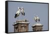 White Stork (Ciconia Ciconia) Breeding Pairs on Chimney Stacks, Spain-Jose Luis Gomez De Francisco-Framed Stretched Canvas