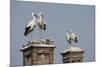 White Stork (Ciconia Ciconia) Breeding Pairs on Chimney Stacks, Spain-Jose Luis Gomez De Francisco-Mounted Premium Photographic Print