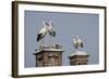 White Stork (Ciconia Ciconia) Breeding Pairs on Chimney Stacks, Spain-Jose Luis Gomez De Francisco-Framed Photographic Print