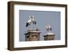 White Stork (Ciconia Ciconia) Breeding Pairs on Chimney Stacks, Spain-Jose Luis Gomez De Francisco-Framed Photographic Print