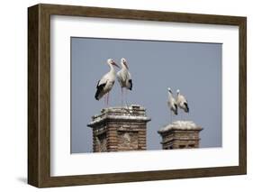 White Stork (Ciconia Ciconia) Breeding Pairs on Chimney Stacks, Spain-Jose Luis Gomez De Francisco-Framed Photographic Print