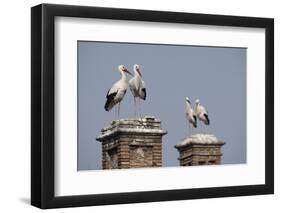 White Stork (Ciconia Ciconia) Breeding Pairs on Chimney Stacks, Spain-Jose Luis Gomez De Francisco-Framed Photographic Print