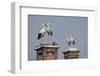 White Stork (Ciconia Ciconia) Breeding Pairs on Chimney Stacks, Spain-Jose Luis Gomez De Francisco-Framed Photographic Print