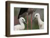 White Stork (Ciconia Ciconia) Chicks by Parent, Prypiat Area, Turov, Belarus, June 2009-Máté-Framed Photographic Print