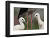 White Stork (Ciconia Ciconia) Chicks by Parent, Prypiat Area, Turov, Belarus, June 2009-Máté-Framed Photographic Print