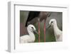 White Stork (Ciconia Ciconia) Chicks by Parent, Prypiat Area, Turov, Belarus, June 2009-Máté-Framed Photographic Print