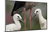 White Stork (Ciconia Ciconia) Chicks by Parent, Prypiat Area, Turov, Belarus, June 2009-Máté-Mounted Photographic Print