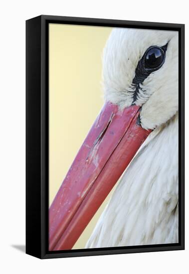 White Stork (Ciconia Ciconia) Close-Up, La Serena, Extremadura, Spain, March 2009-Widstrand-Framed Stretched Canvas
