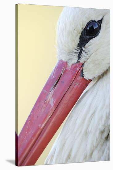 White Stork (Ciconia Ciconia) Close-Up, La Serena, Extremadura, Spain, March 2009-Widstrand-Stretched Canvas