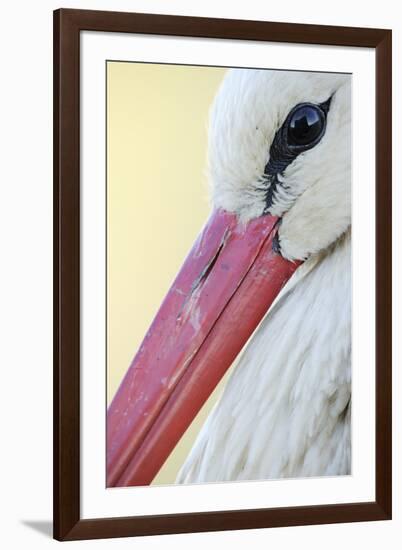 White Stork (Ciconia Ciconia) Close-Up, La Serena, Extremadura, Spain, March 2009-Widstrand-Framed Photographic Print