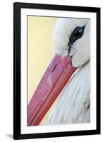 White Stork (Ciconia Ciconia) Close-Up, La Serena, Extremadura, Spain, March 2009-Widstrand-Framed Photographic Print