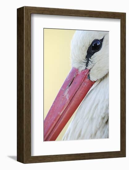 White Stork (Ciconia Ciconia) Close-Up, La Serena, Extremadura, Spain, March 2009-Widstrand-Framed Photographic Print