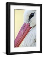 White Stork (Ciconia Ciconia) Close-Up, La Serena, Extremadura, Spain, March 2009-Widstrand-Framed Photographic Print