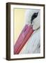 White Stork (Ciconia Ciconia) Close-Up, La Serena, Extremadura, Spain, March 2009-Widstrand-Framed Photographic Print