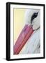 White Stork (Ciconia Ciconia) Close-Up, La Serena, Extremadura, Spain, March 2009-Widstrand-Framed Photographic Print