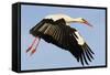 White Stork (Ciconia Ciconia) Flying, Pont Du Gau, Camargue, France, May 2009-Allofs-Framed Stretched Canvas