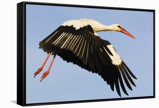 White Stork (Ciconia Ciconia) Flying, Pont Du Gau, Camargue, France, May 2009-Allofs-Framed Stretched Canvas