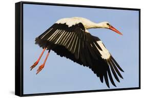 White Stork (Ciconia Ciconia) Flying, Pont Du Gau, Camargue, France, May 2009-Allofs-Framed Stretched Canvas