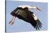 White Stork (Ciconia Ciconia) Flying, Pont Du Gau, Camargue, France, May 2009-Allofs-Stretched Canvas