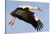 White Stork (Ciconia Ciconia) Flying, Pont Du Gau, Camargue, France, May 2009-Allofs-Stretched Canvas