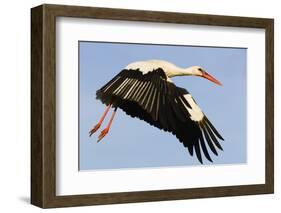 White Stork (Ciconia Ciconia) Flying, Pont Du Gau, Camargue, France, May 2009-Allofs-Framed Photographic Print