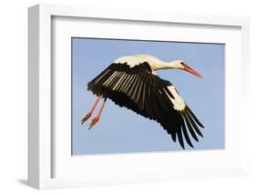 White Stork (Ciconia Ciconia) Flying, Pont Du Gau, Camargue, France, May 2009-Allofs-Framed Photographic Print