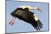 White Stork (Ciconia Ciconia) Flying, Pont Du Gau, Camargue, France, May 2009-Allofs-Mounted Photographic Print