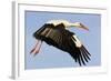 White Stork (Ciconia Ciconia) Flying, Pont Du Gau, Camargue, France, May 2009-Allofs-Framed Photographic Print