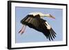 White Stork (Ciconia Ciconia) Flying, Pont Du Gau, Camargue, France, May 2009-Allofs-Framed Photographic Print