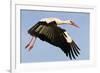 White Stork (Ciconia Ciconia) Flying, Pont Du Gau, Camargue, France, May 2009-Allofs-Framed Photographic Print