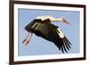 White Stork (Ciconia Ciconia) Flying, Pont Du Gau, Camargue, France, May 2009-Allofs-Framed Photographic Print